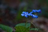 35_omphalodes verna moench